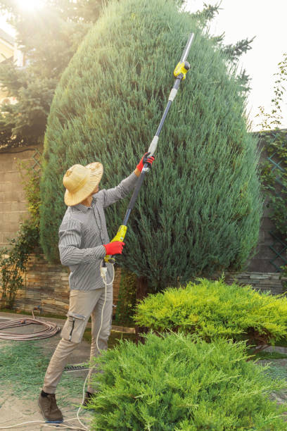 Best Best Tree Removal Services  in Deming, NM